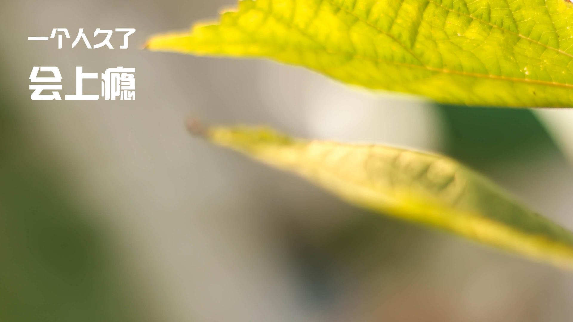 从爱尔兰到荷兰的逆袭之路,当凯恩在抢七之夜化身季后赛之神