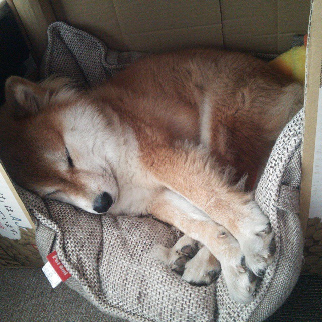 欧冠决赛焦点战,尼克斯血拼篮网,一场跨越时空的体育狂想